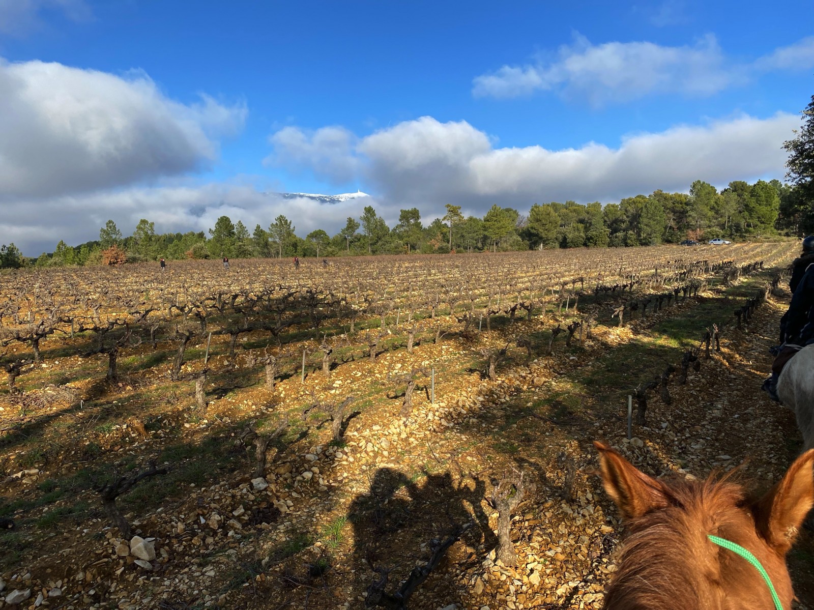 Comment devenir accompagnateur de tourisme équestre (ATE) dans le Vaucluse