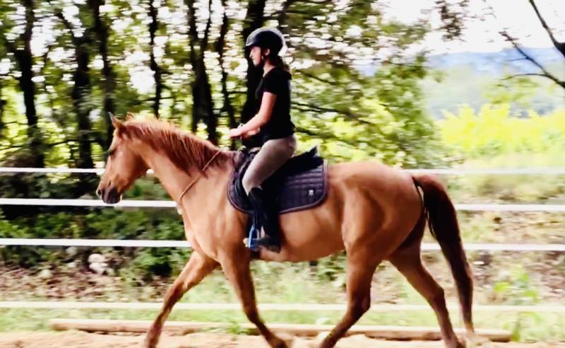 Formation équitation éthologique