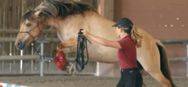 Fédération sportive Lamotte Beuvron centre-val-de-loire Fédération Française d'Equitation